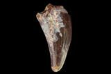 Fossil Phytosaur Tooth - New Mexico #133339-1